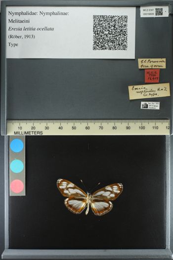 Media type: image;   Entomology 16609